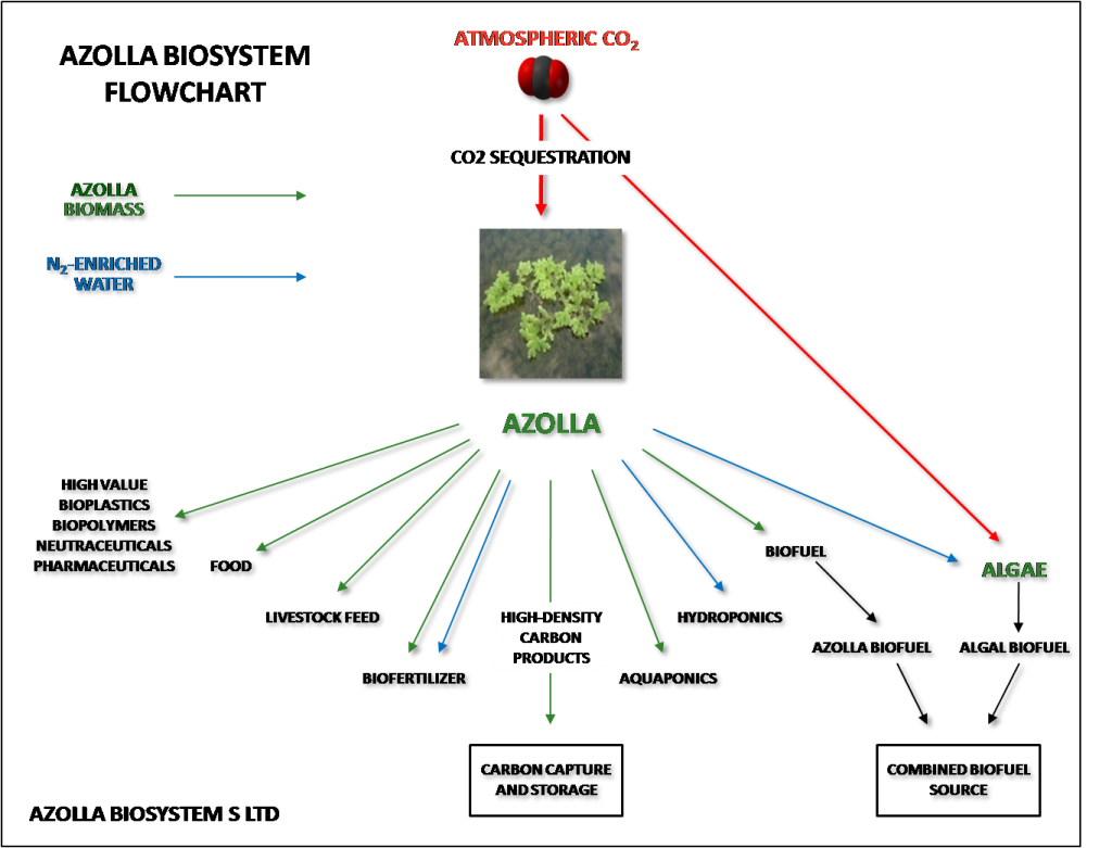 azolla flow chart NEW